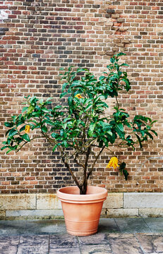 a citrus tree in a clay pot, with unusually shaped fruit known as "Buddha's Hand" or Citrus medica var. sarcodactylis, Genoa, Italy, Europe 