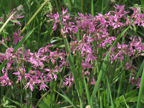 Ragged-robin flower. Silene flos-cuculi