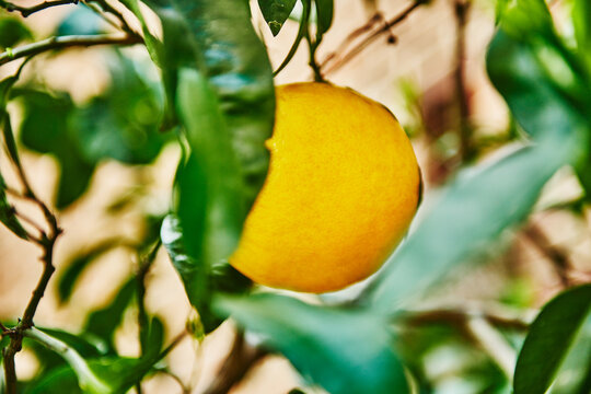 Close up of a Meyer lemon (Citrus &times; meyeri), a hybrid known for its rounder shape, Genoa, Italy, Europe 