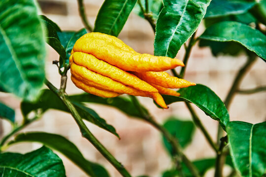 Close up of a citrus fruit known as Buddha's hand or the fingered citron (Citrus medica var. sarcodactylis), Genoa, Italy, Europe 