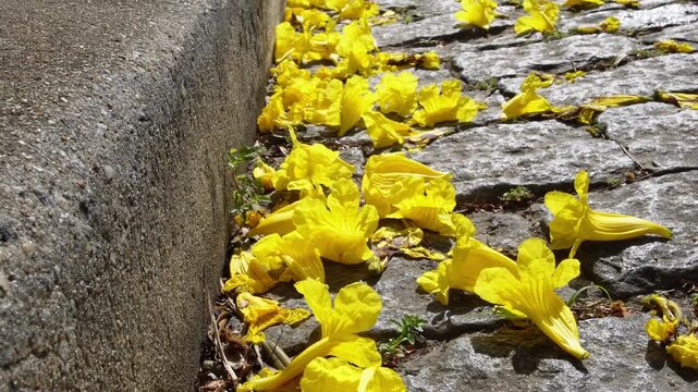 Yellow Ipe Tree Flowers Fallen on the Sidewalk
