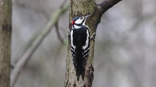 woodpecker hammering an old rotten tree