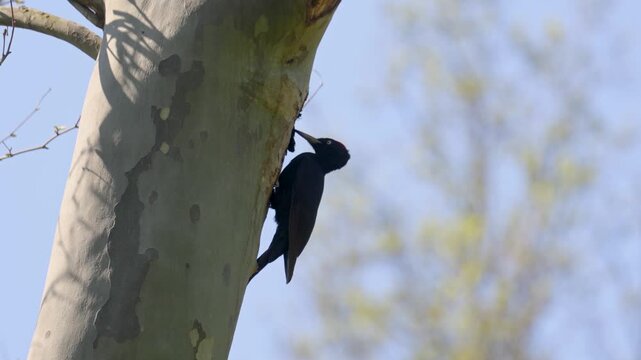 black woodpecker sits on a tree in the forest on a spring day and looks for insects