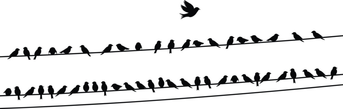 Silhouette flock of birds perched on two parallel power lines with one bird flying above electricity