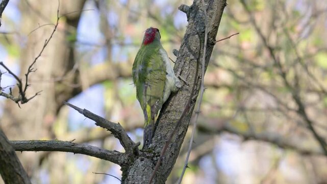 European green woodpecker (Picus viridis) sitting on a tree branch  