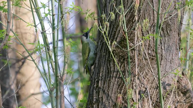 European green woodpecker (Picus viridis) sitting on a tree branch  