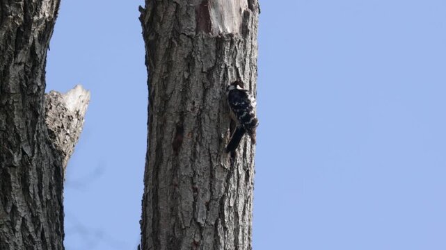 woodpecker hammering an old rotten tree