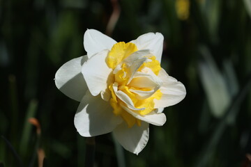Fototapeta premium Sweden. Narcissus is a genus of predominantly spring flowering perennial plants of the amaryllis family, Amaryllidaceae. 