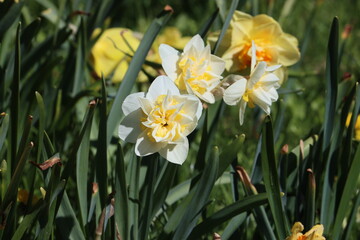 Fototapeta premium Sweden. Narcissus is a genus of predominantly spring flowering perennial plants of the amaryllis family, Amaryllidaceae. 