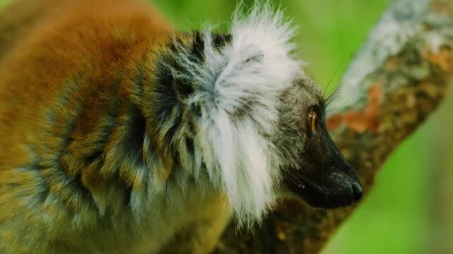 white-headed lemur (Eulemur albifrons), Madagascar. 