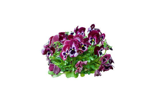 violets  isolated on Transparent background 