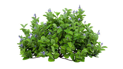 Obraz premium Green flowering shrub plant isolated on transparent background for landscape architecture design and garden decoration.