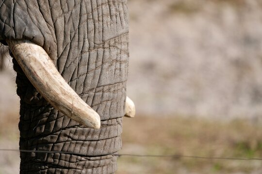 The Elephant leathery skin and tusk