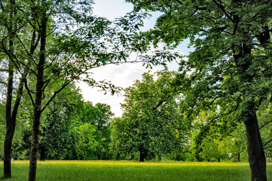 Gro&szlig;e Laubb&auml;ume in einem Park