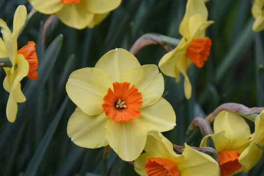 Gros plan sur des Narcisses Martinette, ou Jonquilles.