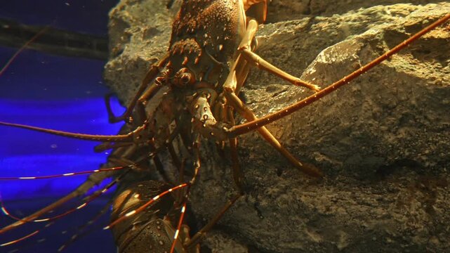 Lobster, seafood, marine life, crustacean, ocean animal, shellfish, sea creature, Maine lobster, spiny lobster, rock lobster, sea food concept, lobster fishing, steamed lobster, grilled lobster.