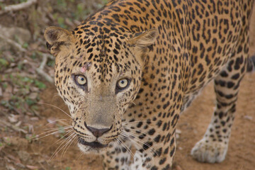 Obraz premium Close portrait of a wild Sri Lankan leopard