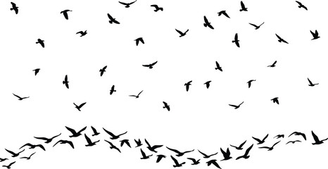 Obraz premium Flying Bat Silhouette Background with Scattered Halloween Night Sky Elements Isolated on White for Spooky Design