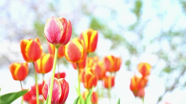 Blooming red tulips on a green lawn, spring day