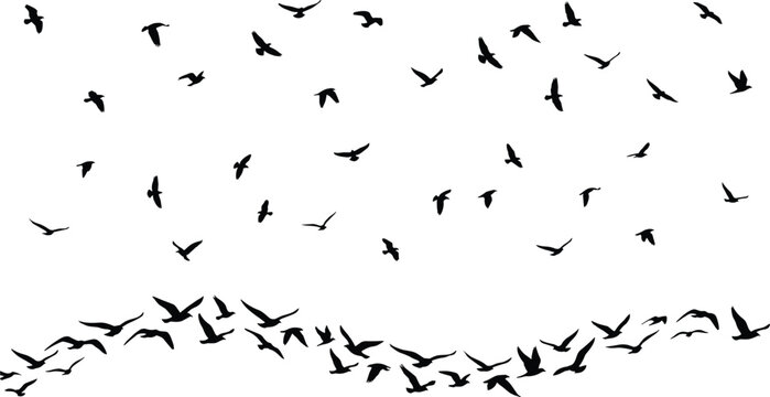 Flying Bat Silhouette Background with Scattered Halloween Night Sky Elements Isolated on White for Spooky Design