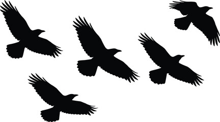 Obraz premium Flying crow silhouettes set isolated on white background black bird collection for wildlife nature design and graphic use