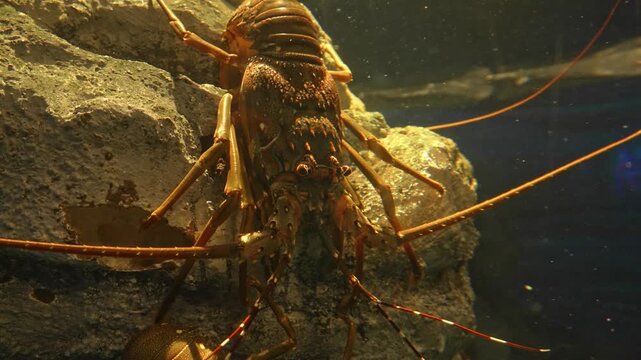 Lobster, seafood, marine life, crustacean, ocean animal, shellfish, sea creature, Maine lobster, spiny lobster, rock lobster, sea food concept, lobster fishing, steamed lobster, grilled lobster.