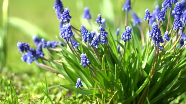 Blooming hyacinths and daffodils on a green lawn, spring day