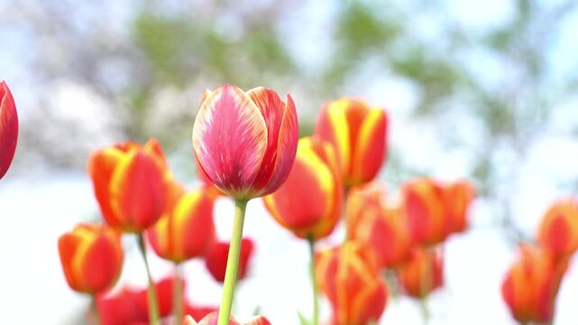Blooming red tulips on a green lawn, spring day