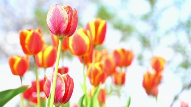 Blooming red tulips on a green lawn, spring day