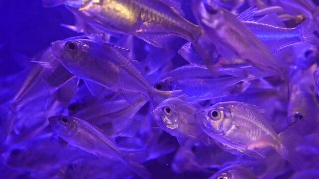 Aquarium, exotic fish, tropical fish, marine life, underwater world, fish tank, aquarium fish, colorful fish, colorful aquarium, aquatic life, saltwater aquarium, freshwater aquarium, ornamental fish.