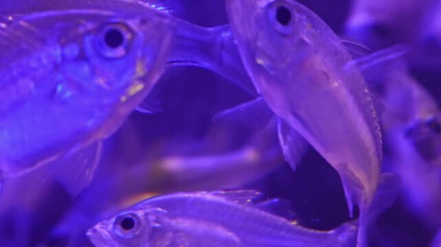 Aquarium, exotic fish, tropical fish, marine life, underwater world, fish tank, aquarium fish, colorful fish, colorful aquarium, aquatic life, saltwater aquarium, freshwater aquarium, ornamental fish.