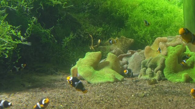 Clownfishes, anemonefishes, genus Amphiprion or nemo fish, saltwater fishes, tropical waters, Pomacentridae family, omnivorous fishes, ocean habitat, reef aquarium, colorful fish, orange clownfish.