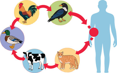 Fototapeta premium Animal to human disease transmission diagram