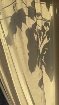 Soft Plant Shadows Falling on White Linen Curtain in Warm Morning Sunlight
