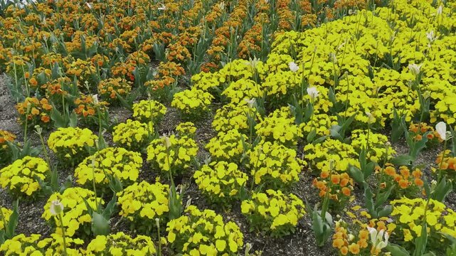 【春】色とりどりの花畑の風景｜A Colorful Flower Field Scene