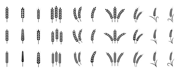 Obraz premium Wheat ears icon set. Wheat logo. Grain spikes set icons.Grain icon. Agriculture symbol. vector illustration