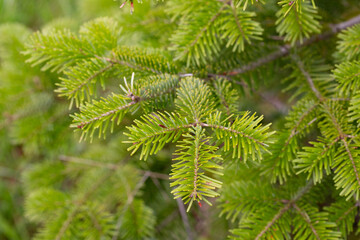 Fototapeta premium Close-up of blooming tree branch of Nordmann fir or Abies nordmanniana with fresh female cones inflorescence among green needles outdoors at spring day. Natural background, macro shot, shallow focus.