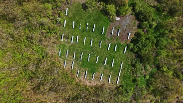 A wide view of a bee apiary shows many beehives lined up in neat rows on green grass. The area is surrounded by trees and some bushes, indicating a natural setting.