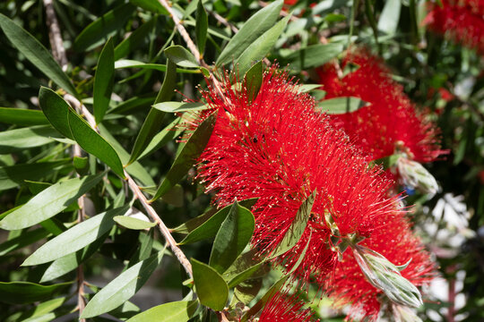 blooming callistemon flowers on tree branches