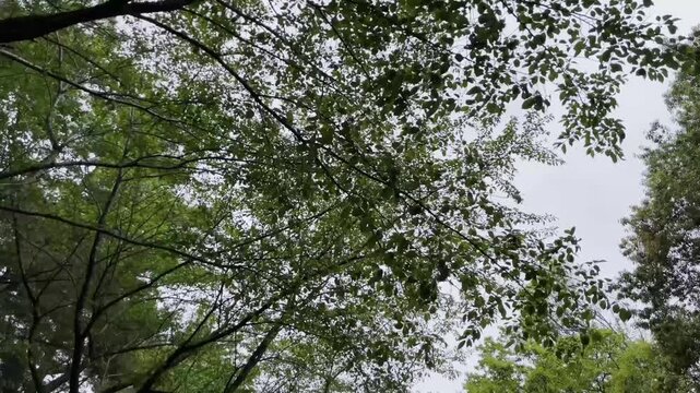【自然】見上げる森の枝葉と新緑の風景｜A Forest Scene Looking Up at Fresh Green Leaves and Branches