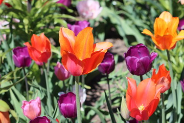 Fototapeta premium Sweden. Tulipa greigii, (Greig's tulip) is a species of tulip native to Central Asia and Iran.