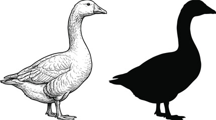 Goose Vector Illustration Set Featuring Detailed Hand Drawn Ink Sketch and Solid Black Silhouette for Farm Animal Branding and Wildlife Nature Graphic Designs © MstRoksana