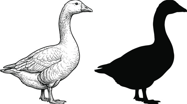 Goose Vector Illustration Set Featuring Detailed Hand Drawn Ink Sketch and Solid Black Silhouette for Farm Animal Branding and Wildlife Nature Graphic Designs