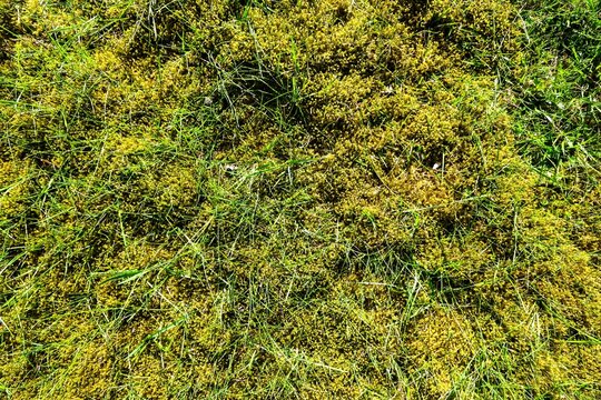 Green moss and grass texture background pattern