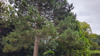 Fototapeta premium Large green pine tree with long needles and thick branches against a cloudy sky in a park, England, United Kingdom