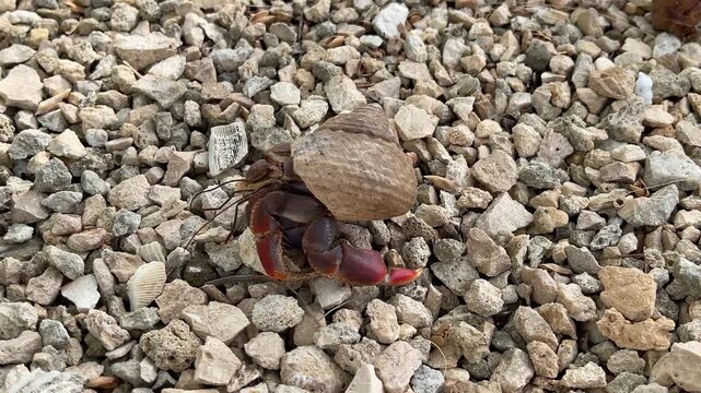 Crab hermit walking on a pebble ground. 4k