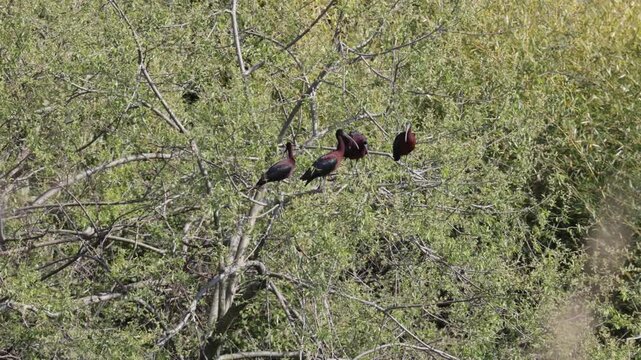 A Glossy ibis bird sits among tree branches