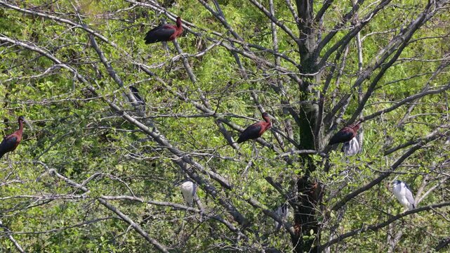 A Glossy ibis bird sits among tree branches