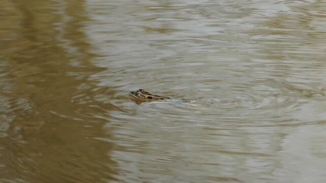 frog toad floating in the river water basin