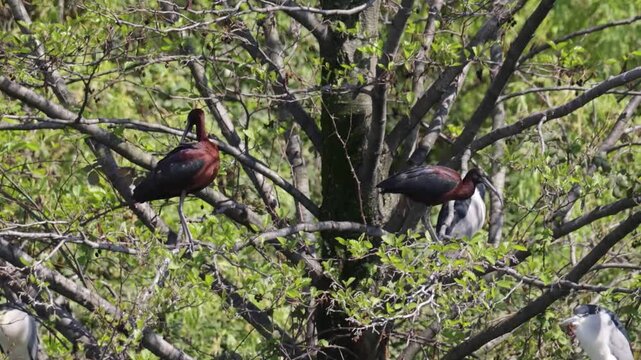 A Glossy ibis bird sits among tree branches